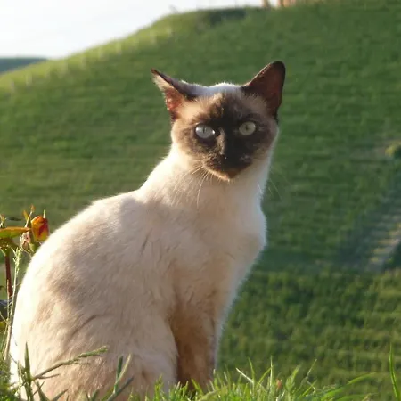 Agriturismo Cascina Vrona Vakantieboerderij *